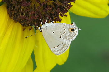 A mallow scrub hairstreak on a sunflower. Photo JA Mustard