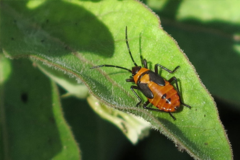 A milkweed bug. Photo: JA Mustard