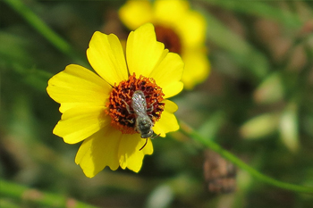 A native bee. Photo: JA Mustard