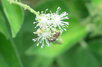 A native bee on white mistflower Photo: JA Mustard