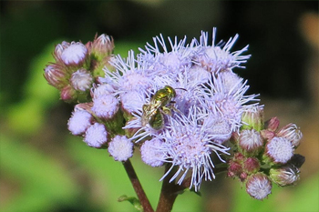 A native sweat bee on blue mistflower. Photo: JA Mustard