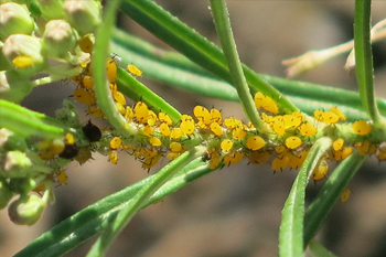 Oleander aphids are able to eat milkweed. Photo: JA Mustard