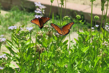 Queen butterflies really like blue mistflower. Photo: JA Mustard