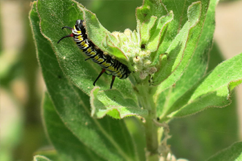 A queen butterfly eating milkweed is probably too big for this spider's lunch.  Photo: JA Mustard