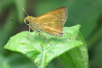 A grass skipper rests on a leaf. Photo: JA Mustard