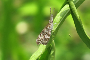 An American Snout butterfly. Photo JA Mustard