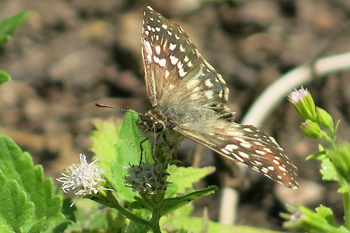 A tropical checkered skipper grabs lunch from some white mistflower. Photo: JA Mustard