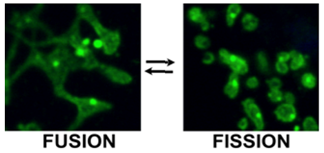 mitochondria undergoing fusion (left) and fission (right)