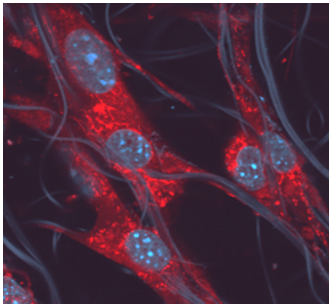 Confocal microscopy of 3T3 fibroblasts seeded onto NFs. 