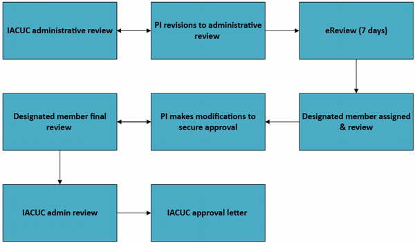 Flowchart illustrating the IACUC Designated Member Review process, including administrative review, designated member review, protocol modifications, final administrative review, and issuance of the IACUC approval letter. A detailed workflow description follows.