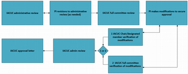 Flowchart illustrating the IACUC Full Committee Review process. A detailed workflow description follows.
