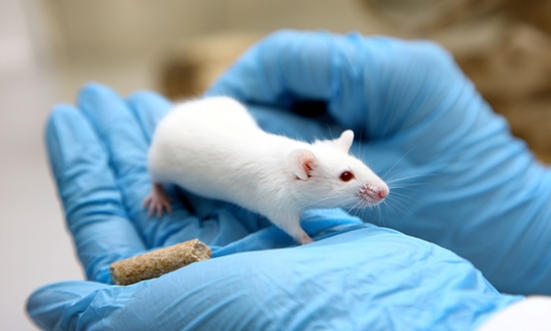 Animal Care researcher wearing gloves handles a mouse