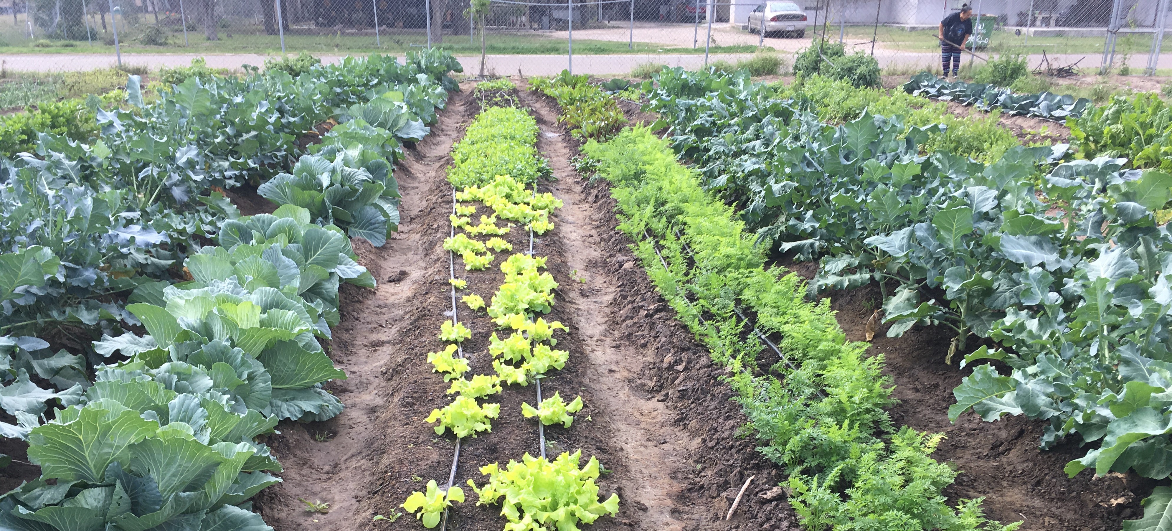 garden rows of fresh produce
