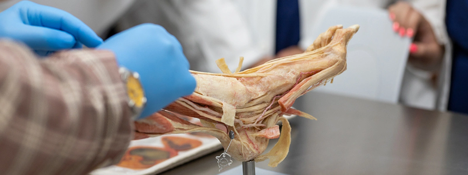 Students examine an anatomical foot model displaying veins, tissue, and muscles.