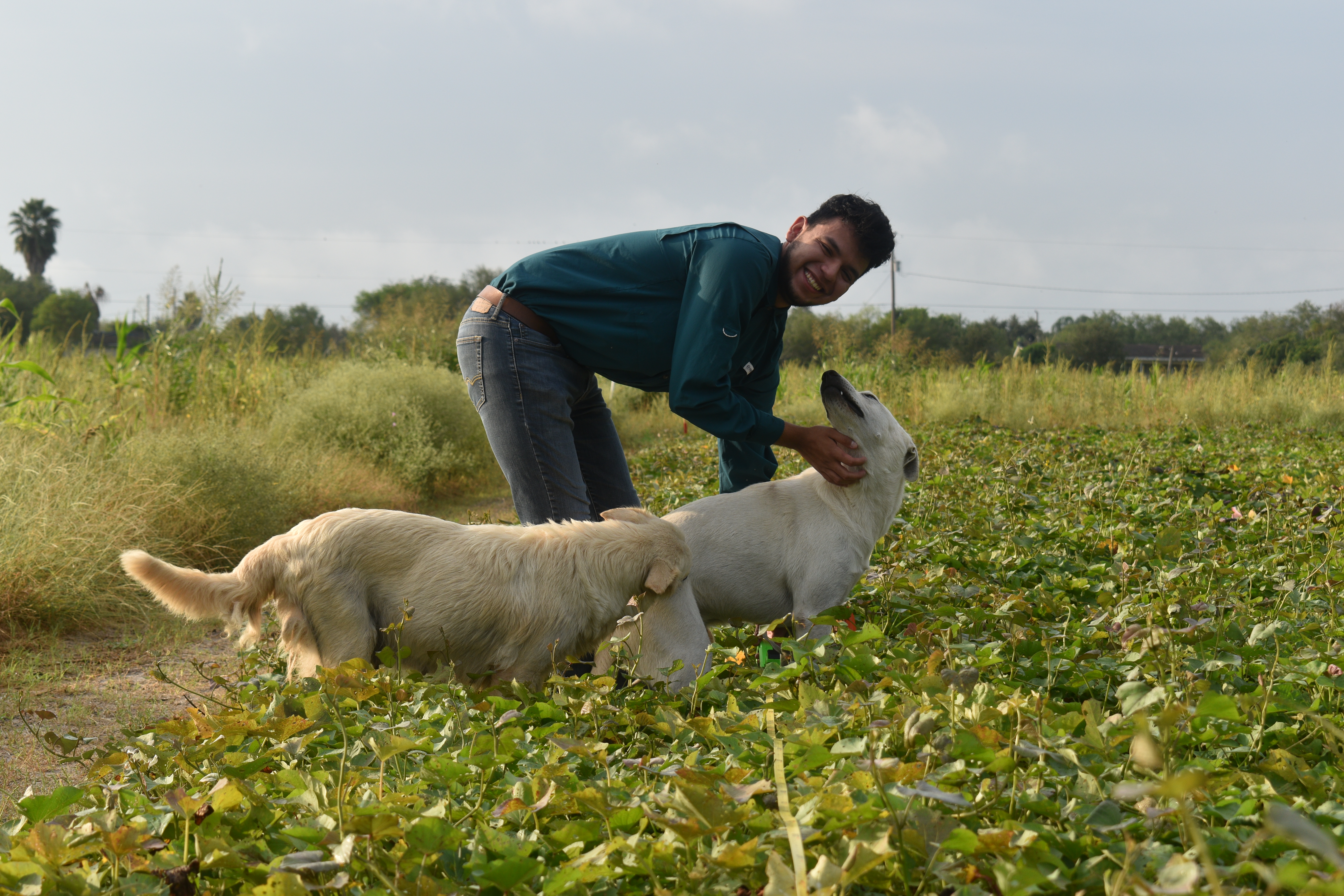 Two white Labrador retrievers distracting our student, Isaiah Jaramillo while he collects above ground biomass from his Sweet Potato plot.