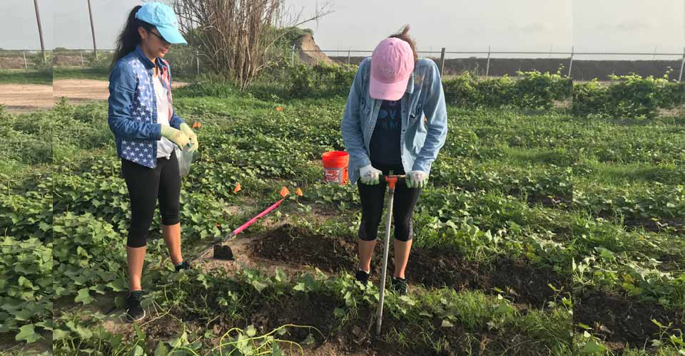 Two soil science students working in a field of plants gathering soil samples for analysis