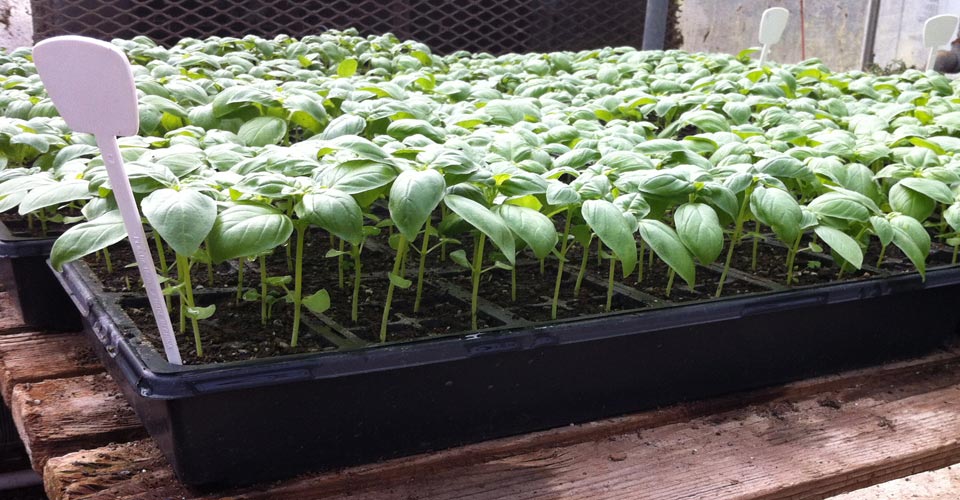 Plants grown in plastic pots