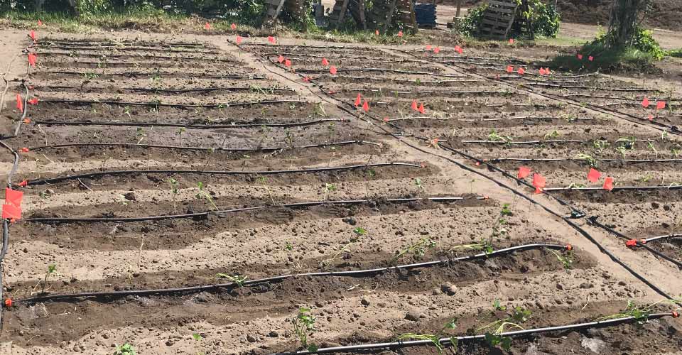 Plots of soil in rows