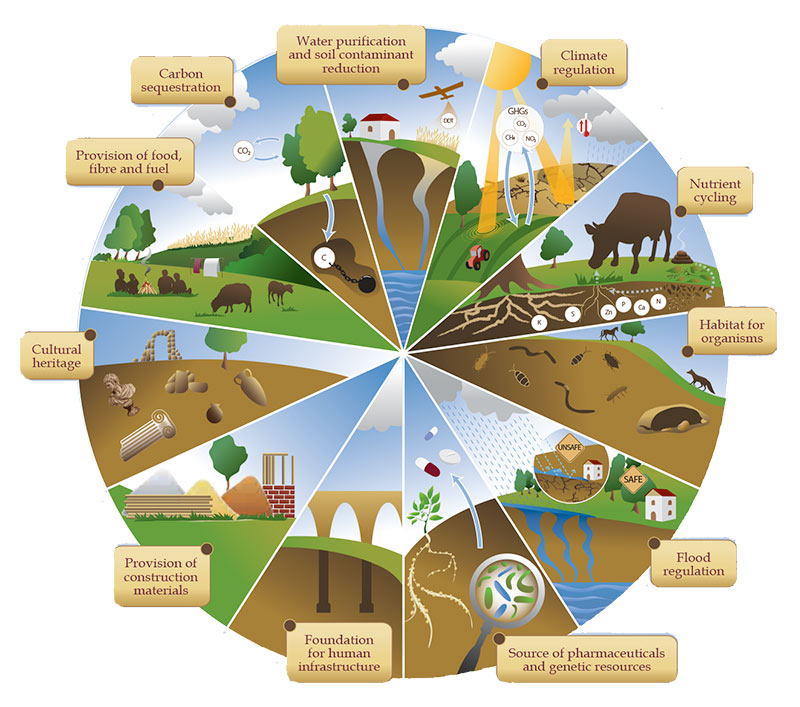 Soil functions: Soils deliver ecosystem services that enable life on Earth. Download PDF