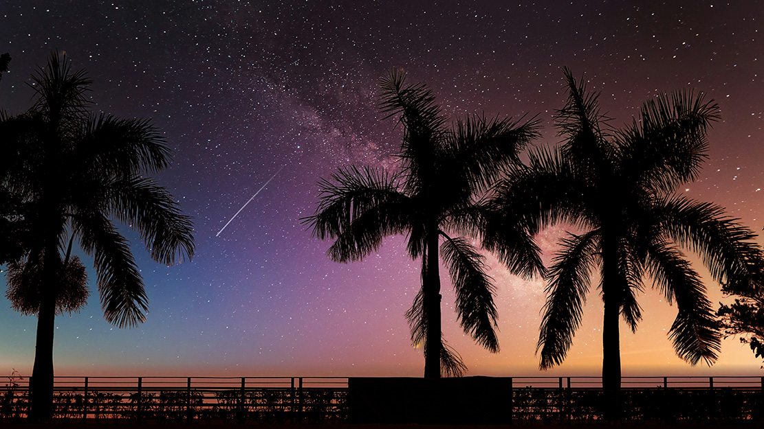 Three palms trees are silhouetted against a star-filled night sky.