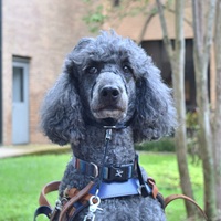 Stella, Class of 2029