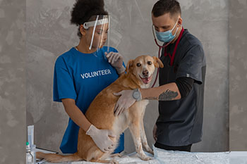 Veterinarian