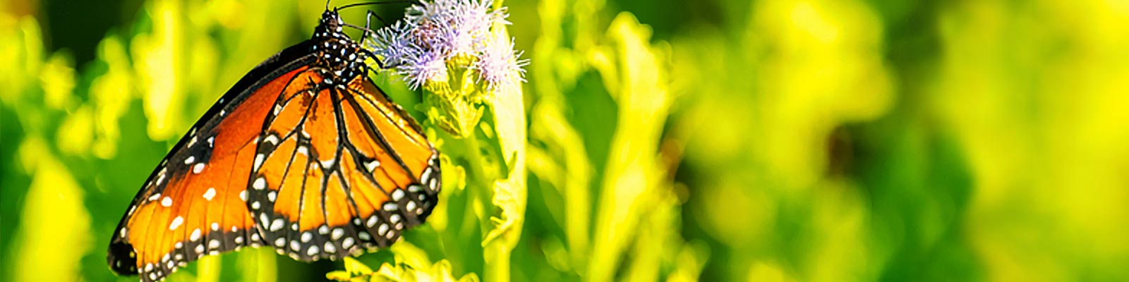 Monarch Butterfly on a Flower