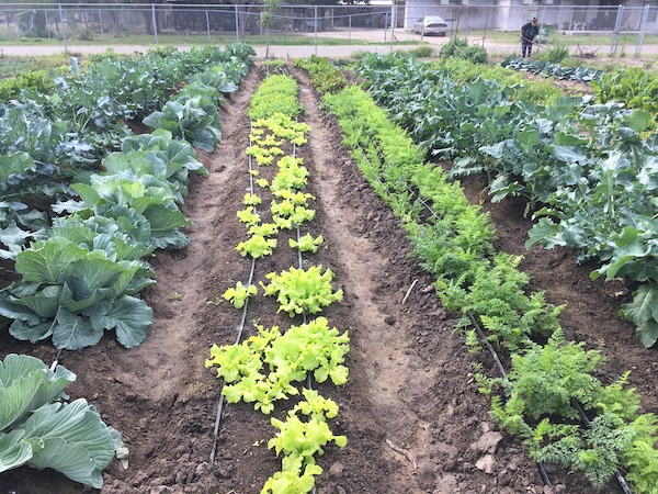 CENTER FOR SUSTAINABLE AGRICULTURE AND RURAL ADVANCEMENT 