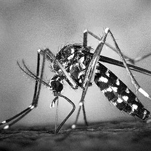 Center for Vector Born Disease