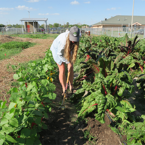 Center for Sustainable Agriculture and Rural Advancement 