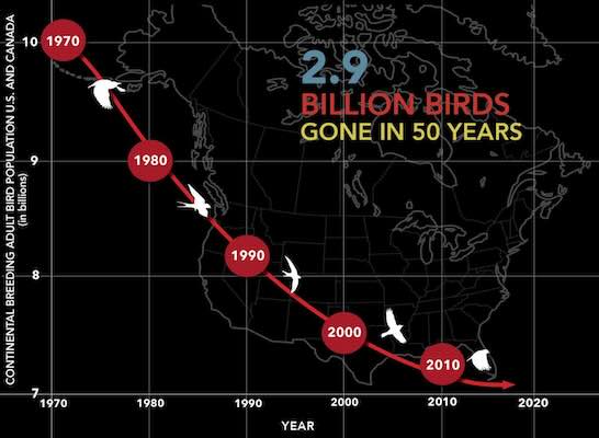 stop the thud migratory pattern facts