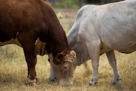 graphic of two cows.