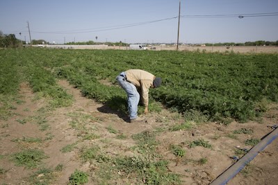 Farmer harvesting a lush field of carrot crops