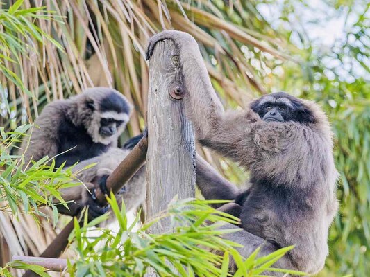 Mueller Gibbon at the Gladys Porter Zoo