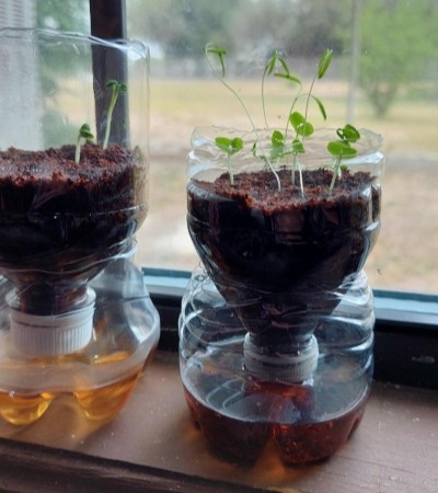 plants growing in upcycled plastic water bottle by windowsill.
