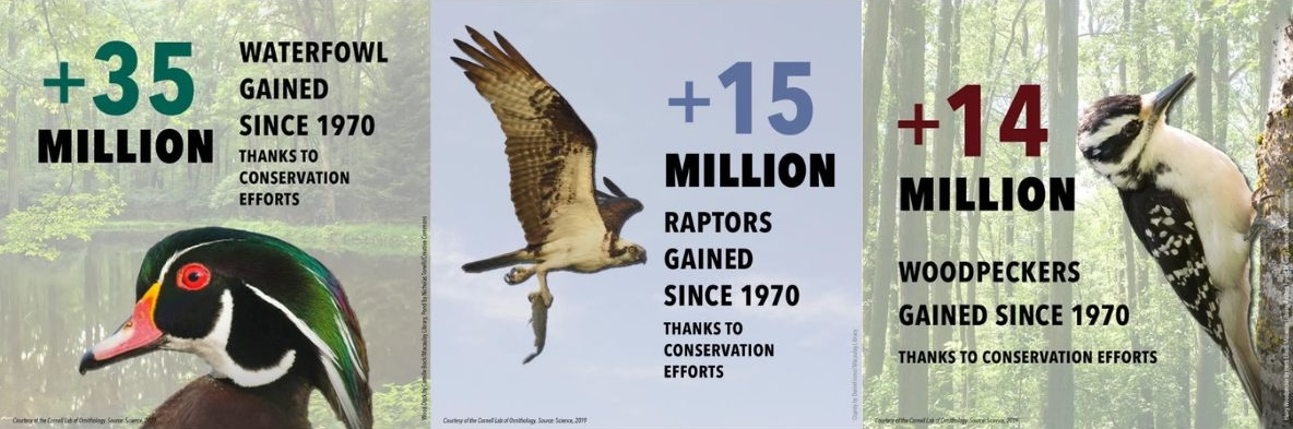 stop the thud bird facts on hawk woodpecker and duck