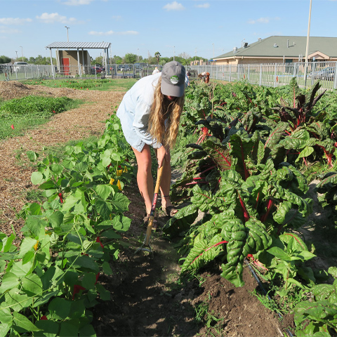 picture of a woman wearing an UTRGV Agroecology hat plowing the community garden photo from UTRGV Agroecology
