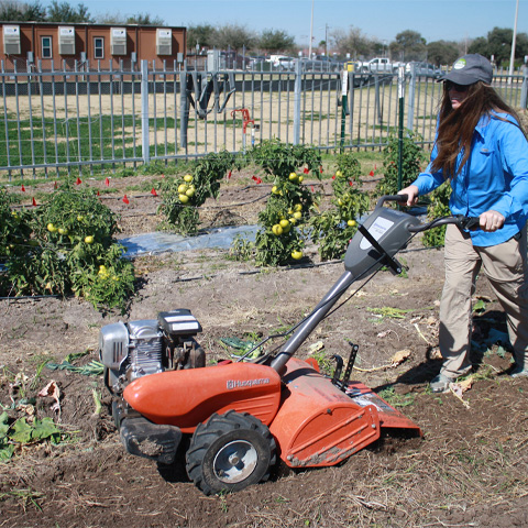 picture of a woman with an UTRGV Agroecology hat pushing a machine across the community garden photo from UTRGV Agroecology