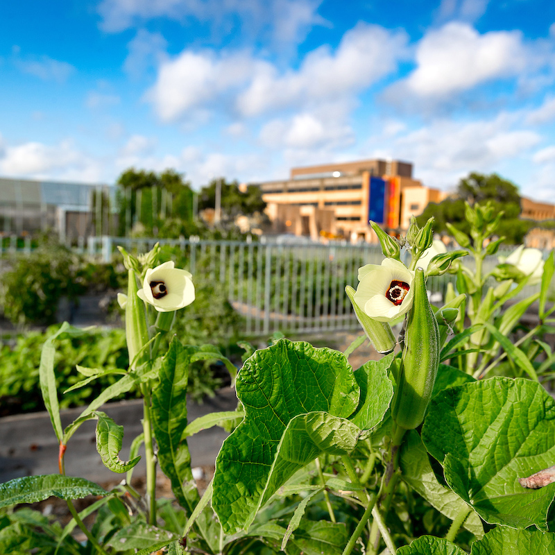 picture of okras at UTRGV's community garden