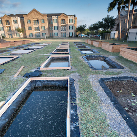 picture of the C.R.A.W.F.I.S.H garden on the UTRGV Brownsville Campus behind the Casa Bella student housing.