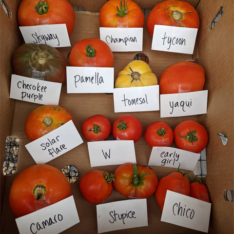 pictures of different tomatoes picked from the hub of prosperity's urban farm. Labels from top left from left to right to each row are Skyway, Champion, tycoon, Cherokee Purple, Pamella, tomesol, yaqui, Solar flare, early girl, O Camaro, Stupice, and Chico.