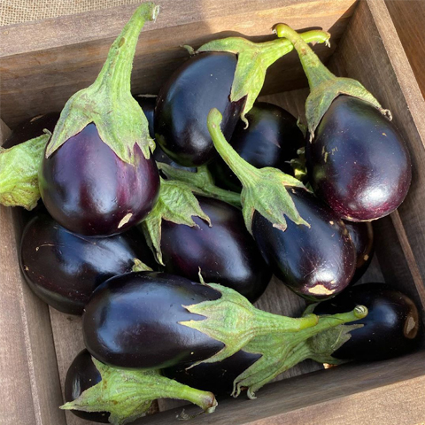 pictures of eggplants from the hub of prosperity's urban farm