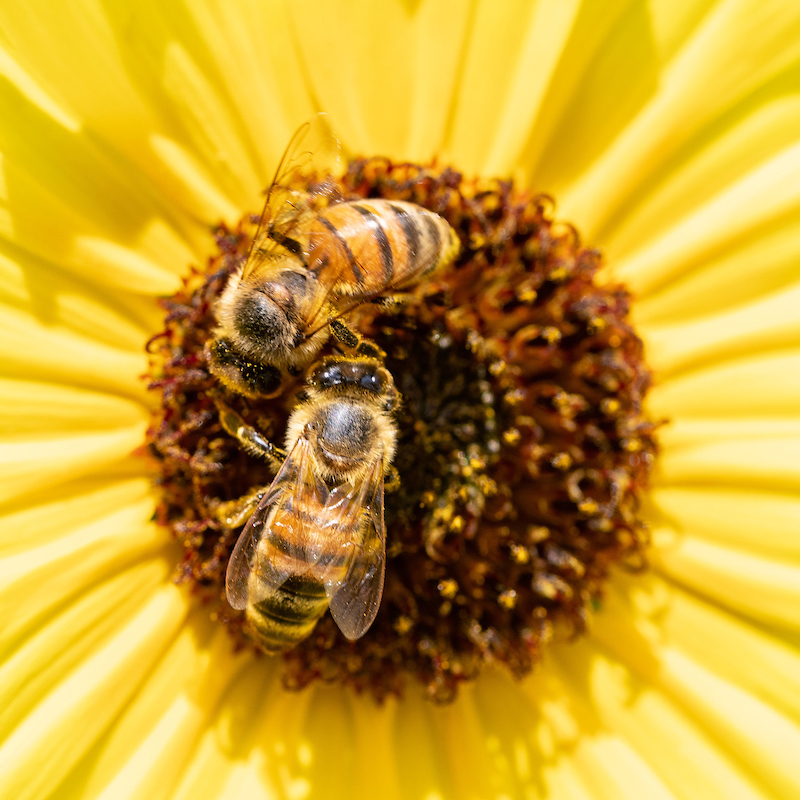 picture of bees on a sunflower