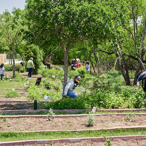 picture of people viewing and working on the UTRGV Brownsville Campus's pollinator cantina