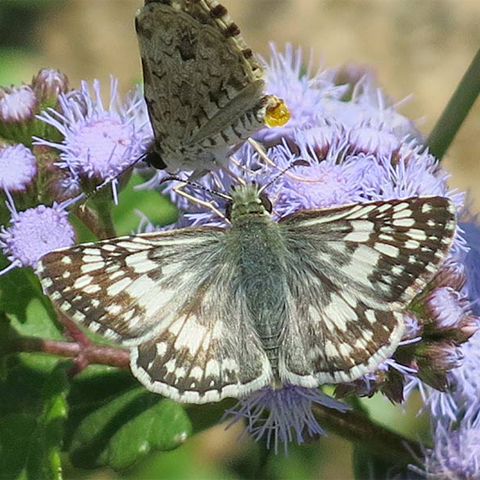 a desert checkered skipper releasing pheromone to attract a male at UTRGV's pollinator cantina. Photo taken by JA Mustard