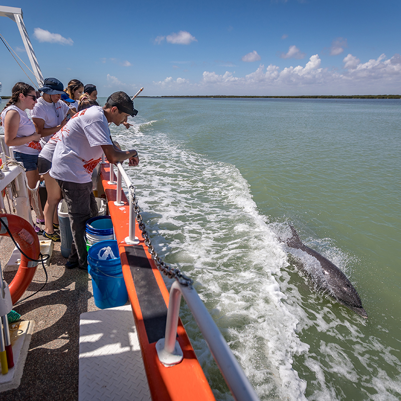 Participants looking at a dolphin over the boat