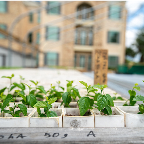 a closeup of some of the plants at the UTRGV tree nursery