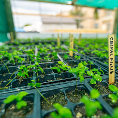 another closeup of some of the plants at the UTRGV tree nursery