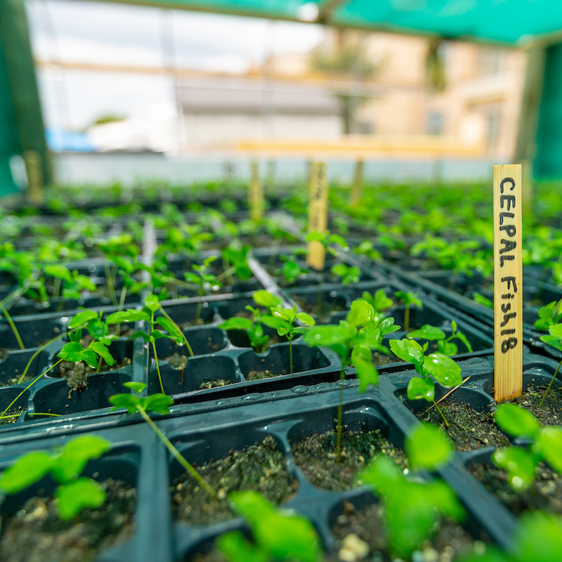 picture of utrgv's tree nursery