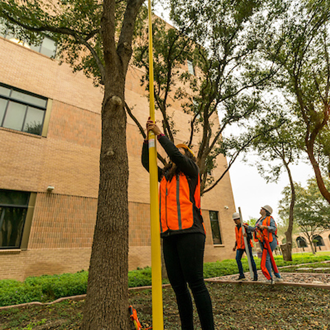student measuring the height of a tree for the urban forestry course at UTRGV